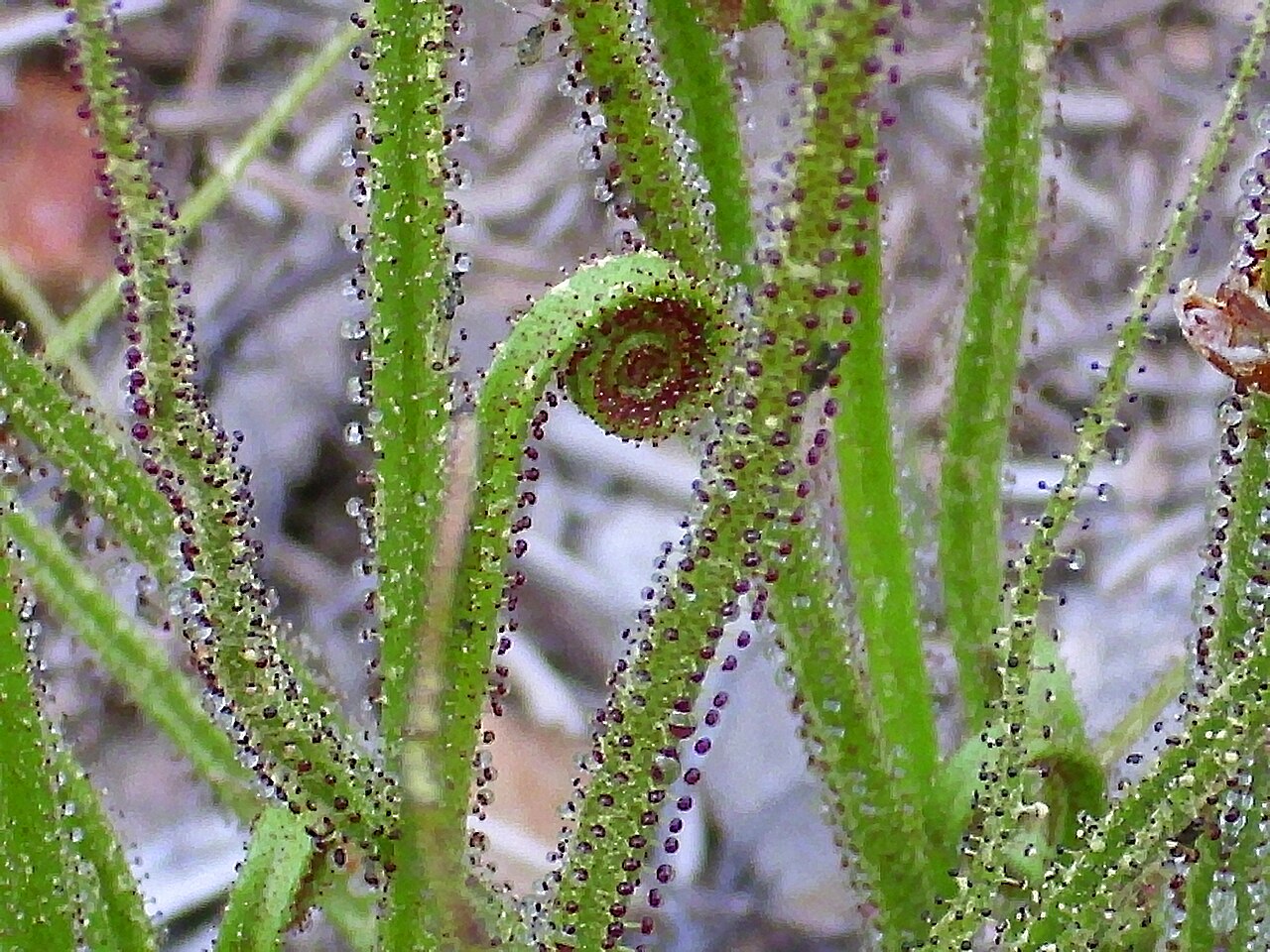 Drosophyllum lusitanicum, espiral hispánica |