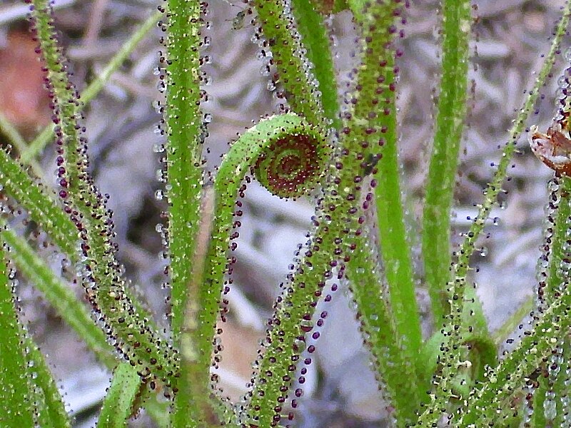 800px-Drosophyllum_lusitanicum_Enfoque_2011-4-21_SierraMadrona.jpg