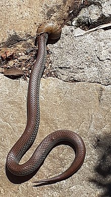 Eine kleine, langgestreckte, braune Schlange auf einem Felsen