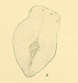 Planaria aborensis