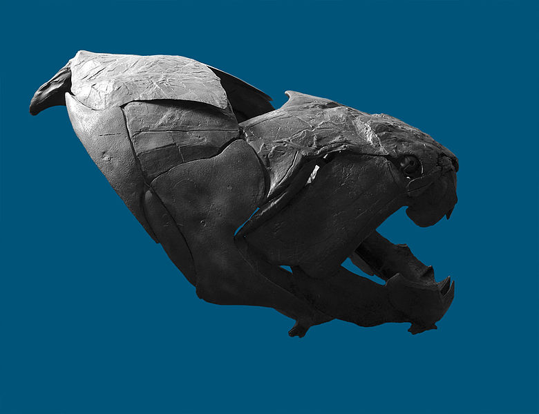 File:Dunkleosteus Vienna 22 04 2013 1.jpg