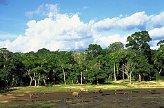 Öppna skogsröjningar är karakteristiska för Dzanga Sangha Conservation Area