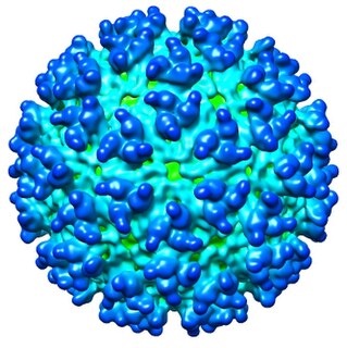 <i>Western equine encephalitis virus</i> Species of virus