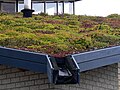 Close-up of a well-established sedum roof