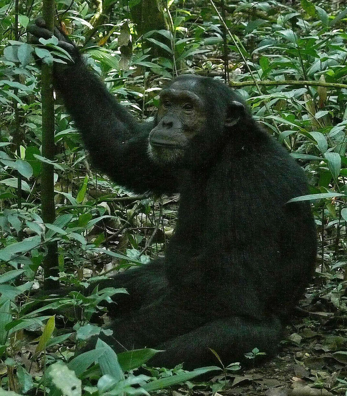 27 Animal Trainer Porn - Chimpanzee - Wikipedia