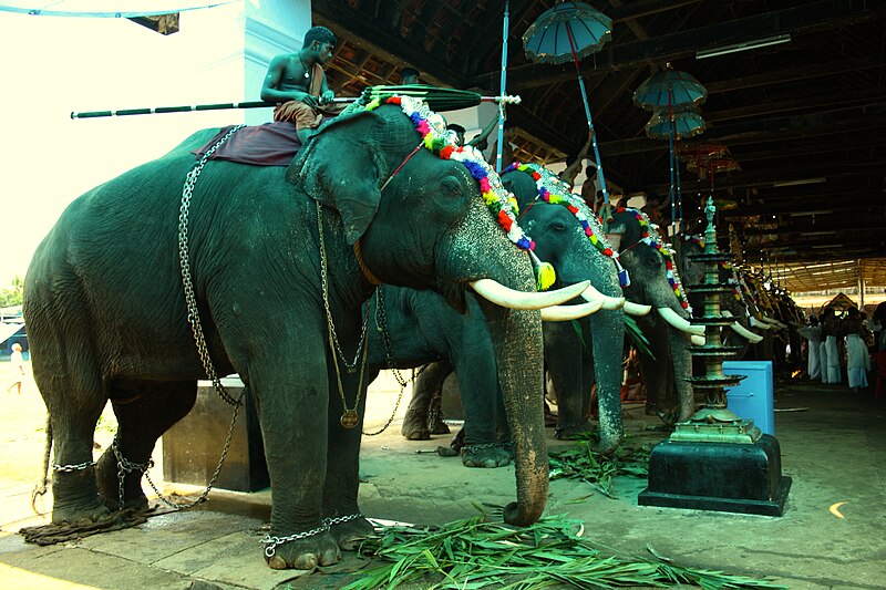 File:Elephant parade haribhagirath.JPG