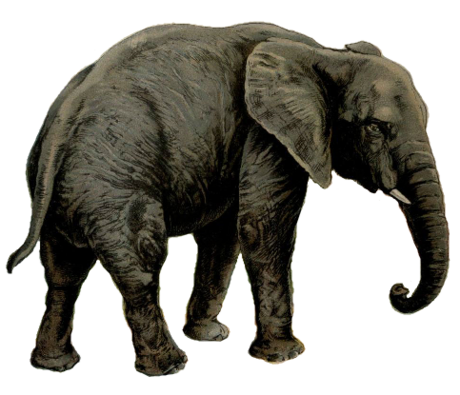 File:Elephant white background.png