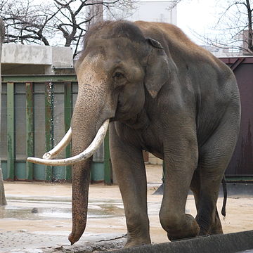 Fauna selvatica in India