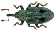 Thumbnail for Ellescus bipunctatus