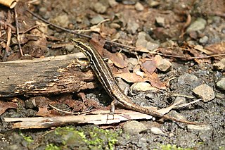 <i>Emoia jakati</i> Species of lizard