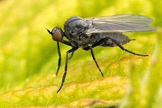 <i>Empis caudatula</i> Species of fly