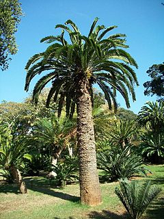 <i>Encephalartos woodii</i> Species of cycad