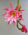 * Nomination Epiphyllum (Wendy). Charente, France. --JLPC 20:49, 16 May 2012 (UTC) * WARNING: third template parameter added – please remove.