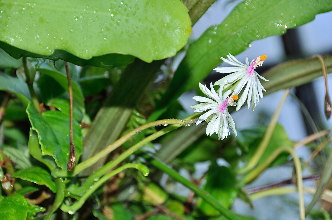 Epiphyllum baueri