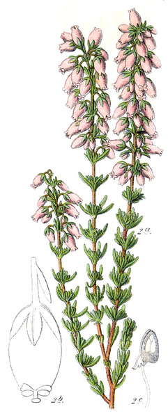 File:Erica cinerea, 1796.png