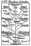 Haeckel's Stammbaum der Primaten (1860s)