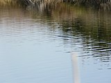 Català: El Remolar-Filipines o Pas de les Vaques (Baix Llobregat) (El Prat de Llobregat, Sant Boi de Llobregat, Viladecans). Desembocadures històriques de rius i rieres. This is a a photo of a wetland in Catalonia, Spain, with id: IZHC-08001104 Object location 41° 17′ 02.4″ N, 2° 03′ 54″ E  View all coordinates using: OpenStreetMap