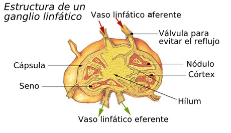 File:Estructura d'un gangli limfàtic.es.png