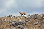 Thumbnail for File:Ethiopian Wolf (16317948325).jpg