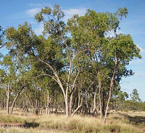 Beskrivelse af billedet Eucalyptus brownii.jpg.