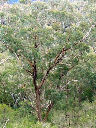 <i>Eucalyptus campanulata</i> Species of eucalyptus