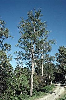 <i>Eucalyptus canaliculata</i> Species of tree