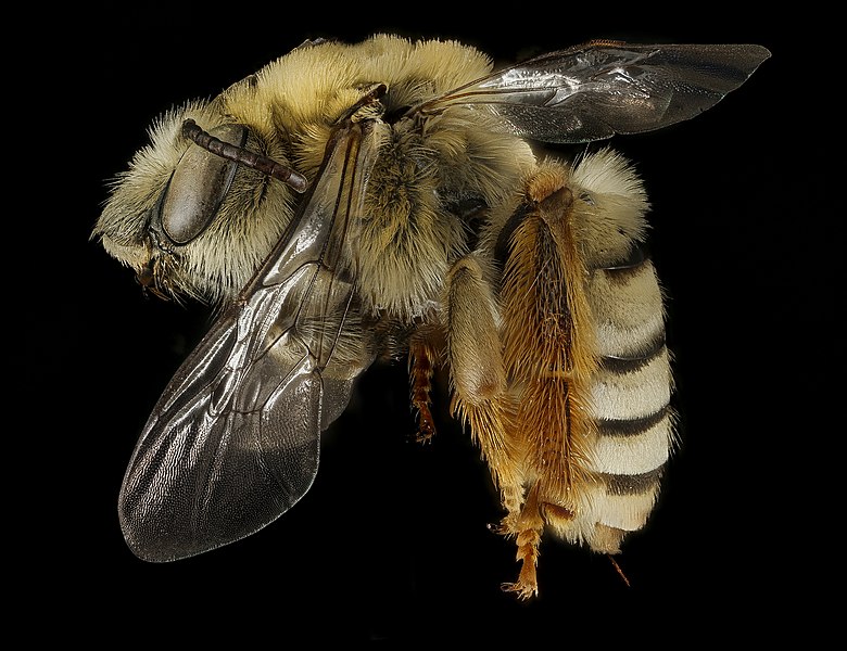 File:Eucera aragalli, f, side, South Dakota, Pennington Co 2016-01-08-12.21 (24371821469).jpg