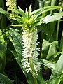 Eucomis autumnalis, Koronówka jesienna, 2019-08-25