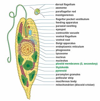 Diagram of Euglena (by Patrick Keeling and Yana Eglit) Euglenid body plan.jpg