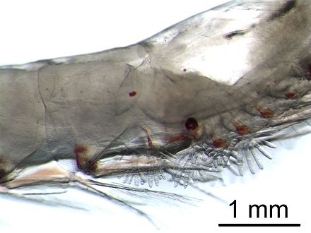 The gills of krill are externally visible
