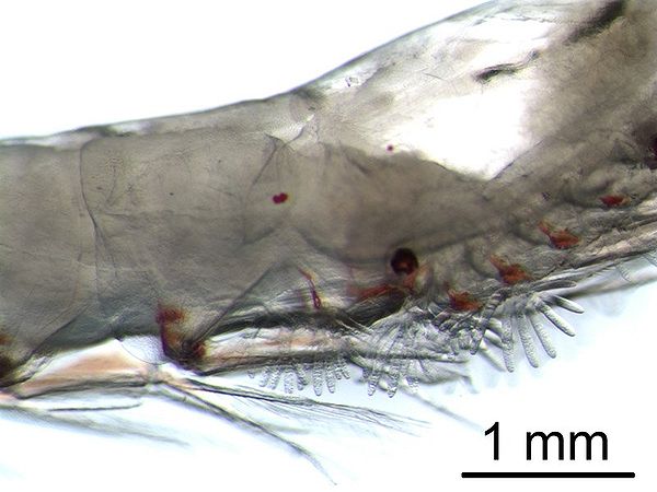 The gills of krill are externally visible