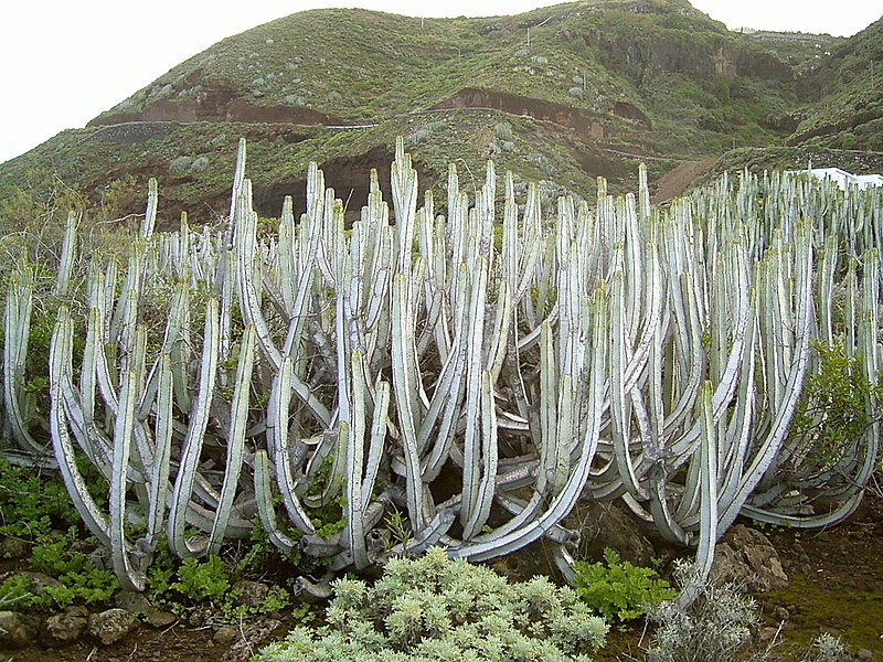 File:Euphorbia canariensis (La Fajana) 11.jpg
