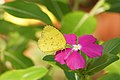 * Nomination Eurema blanda --Vengolis 02:46, 1 September 2015 (UTC) * Promotion Good quality. --Johann Jaritz 02:53, 1 September 2015 (UTC)