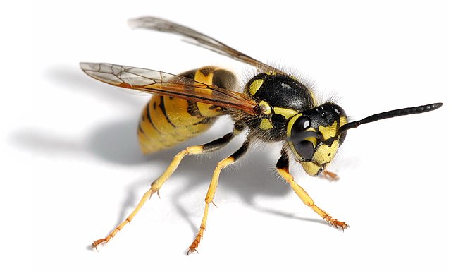 Image: European wasp white bg 02