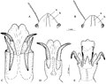 Eurygaster (10.3897-zookeys.706.13888) Figure 7.jpg