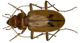 Nebria complanata