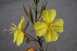 Yellow evening primrose (Oenothera elata) flowers