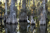 Národní park Everglades