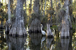 Национальный парк Эверглейдс cypress.jpg