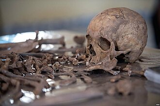 Exhumed skeletal remains of victims of the Isaaq genocide found from a mass grave site located in Berbera, Somaliland. Exhumed skeletal remains of victims of the Isaaq genocide.jpg