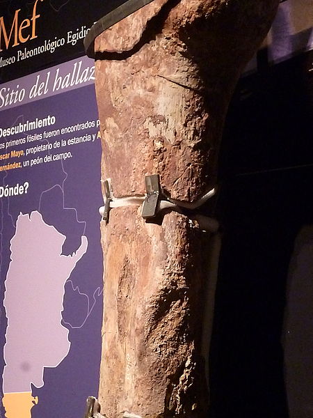 File:Fósiles del titanosauria del Chubut en el Museo Egidio Feruglio de Trelew 10.JPG
