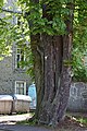 * Nomination Trunks of Horse-chestnut tree (natural monument) in Marburg --Hydro 20:15, 29 April 2018 (UTC) * Promotion No good background but good quality and VI as I think -- Spurzem 20:35, 29 April 2018 (UTC)