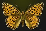 Miniatura para Argynnis niobe