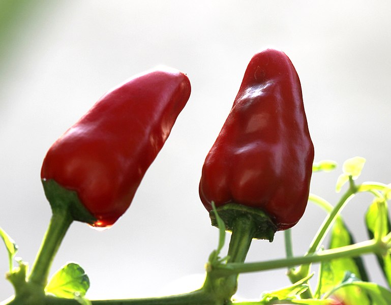 File:Facing heaven chillies.jpg