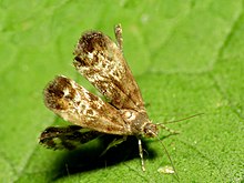 Выцветший павлин Brenthia Moth - Flickr - treegrow.jpg