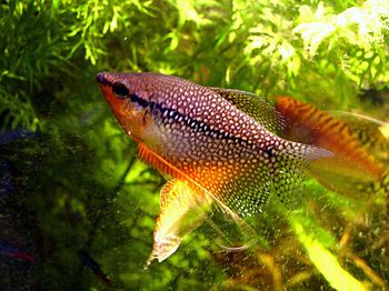 Male Pearl gourami (Trichogaster leeri).