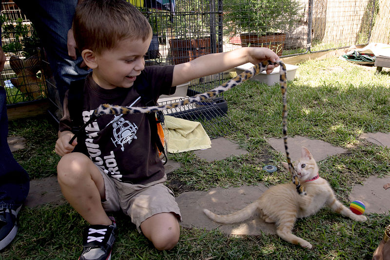 File:Families find new furry friends at adoption event 140726-M-DN141-004.jpg