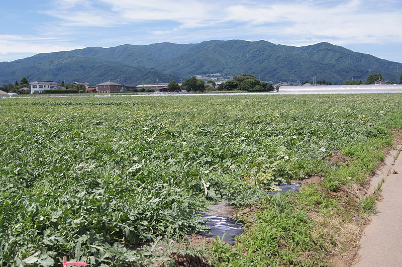 File:Farm of Shimohara2.JPG