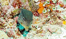 Female Reticulate Boxfish (Ostracion solorensis) (6055995923).jpg