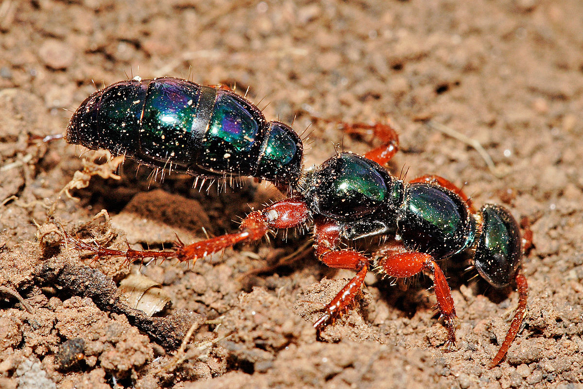 Bluebottle - The Australian Museum